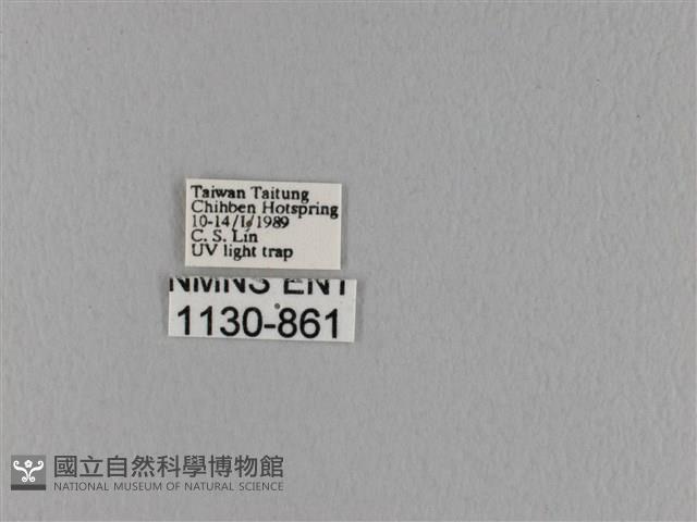 波紋枯葉蛾藏品圖，第3張