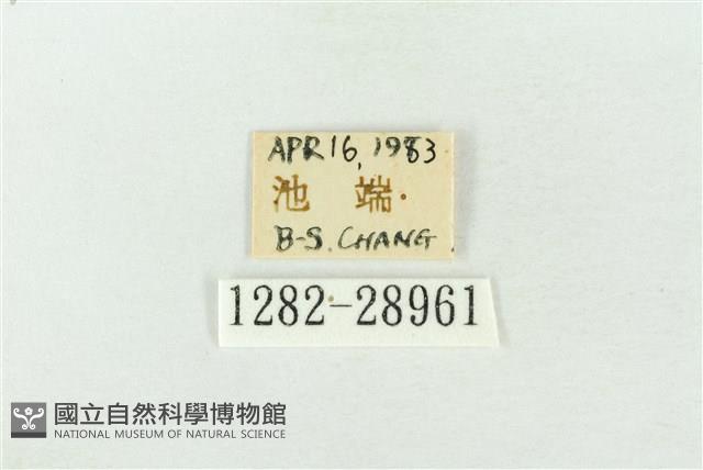 連珠波紋蛾藏品圖，第3張