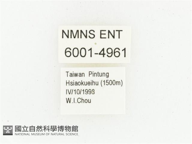 黑斑陷紋金龜藏品圖，第2張