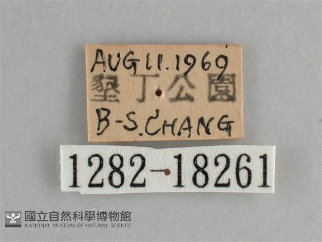 遷粉蝶、淡黃蝶藏品圖，第3張