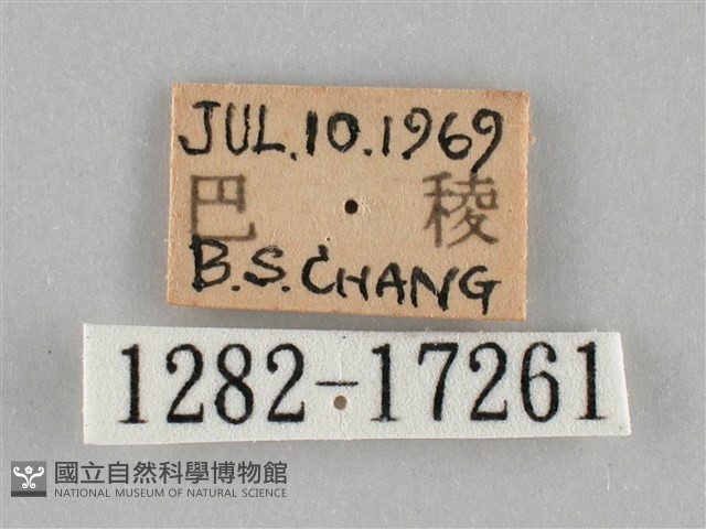 紫俳線蛺蝶藏品圖，第3張