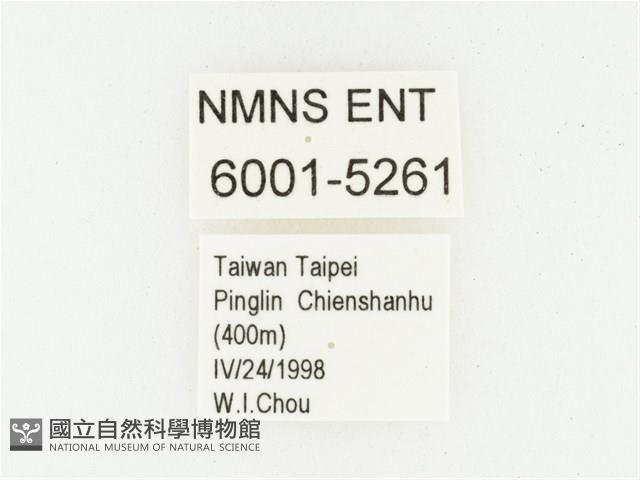 血紅虎斑花金龜藏品圖，第2張