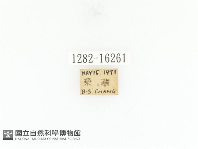 臺灣角金龜藏品圖，第2張