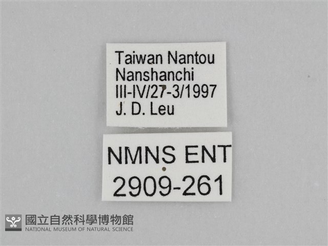 臺灣絹蛺蝶藏品圖，第3張