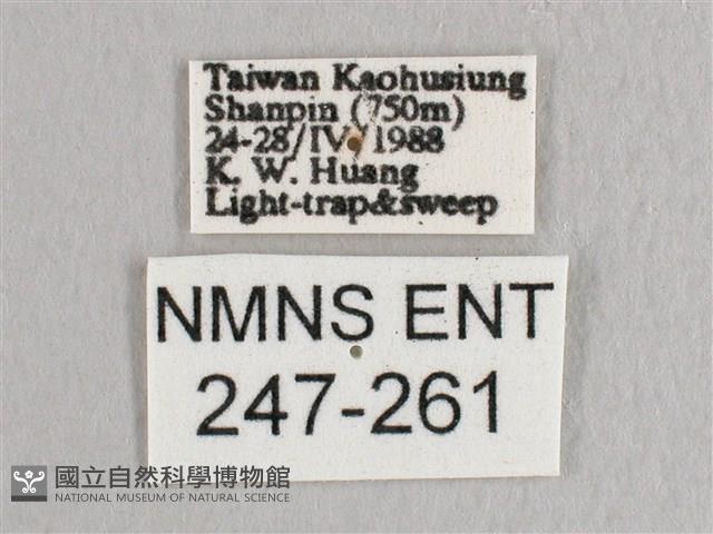 接骨木帶鉤蛾藏品圖，第3張