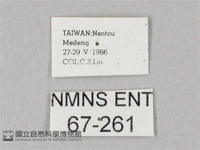 粗斜紋天蛾藏品圖，第3張