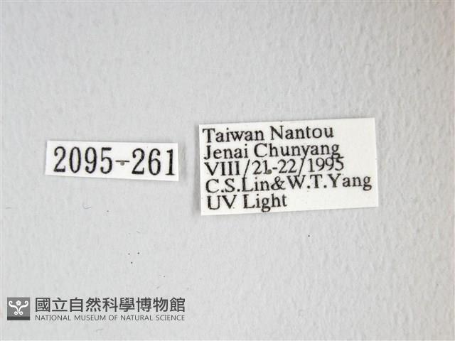 圓翅大鉤蛾藏品圖，第3張