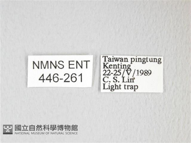 圓翅大鉤蛾藏品圖，第3張