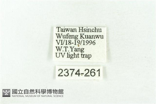 樹形尺蛾藏品圖，第3張