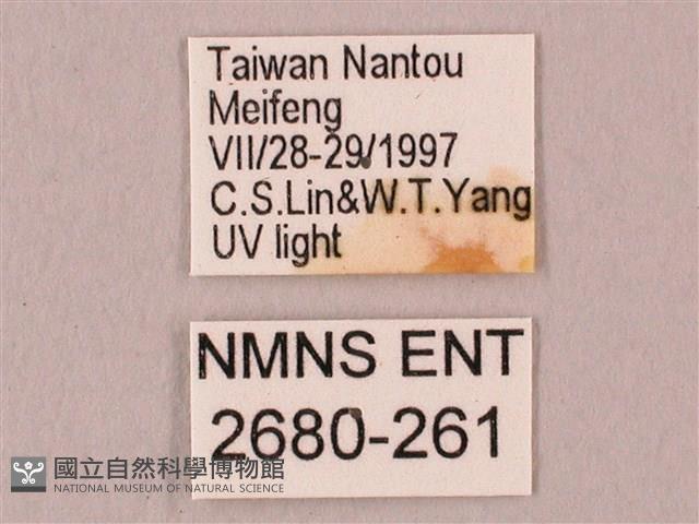 栗六點天蛾藏品圖，第3張