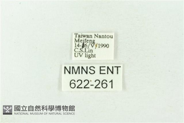 棍棒污燈蛾藏品圖，第3張