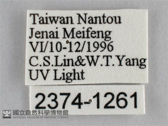 雙峰霜尺蛾藏品圖，第3張