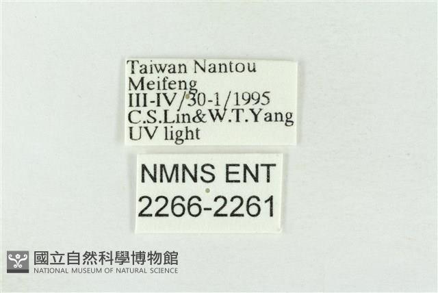 連珠波紋蛾藏品圖，第3張