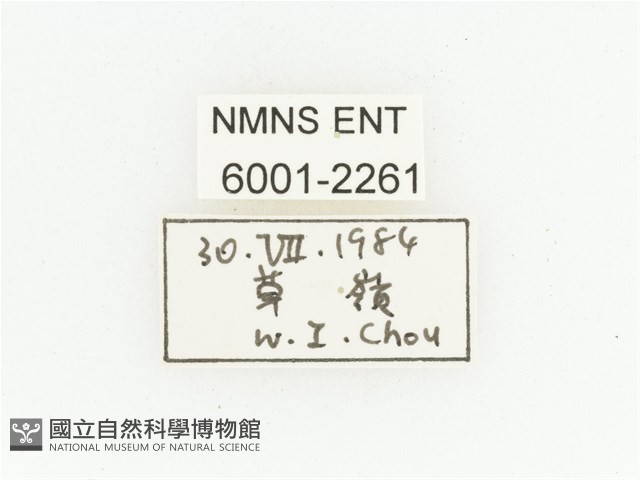 臺灣瘦花金龜藏品圖，第2張