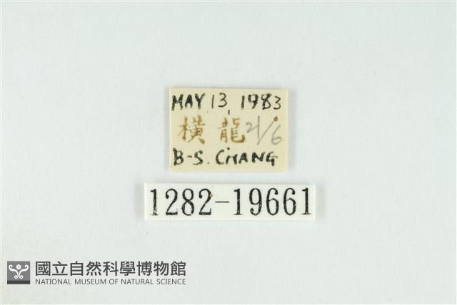 黑翅黃毒蛾藏品圖，第3張