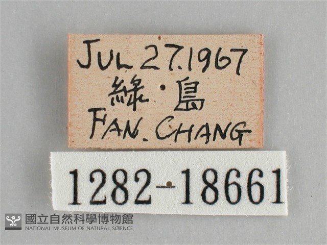 青眼蛺蝶、孔雀青蛺蝶藏品圖，第3張
