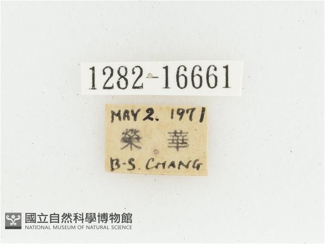 黃肩長腳花金龜藏品圖，第2張