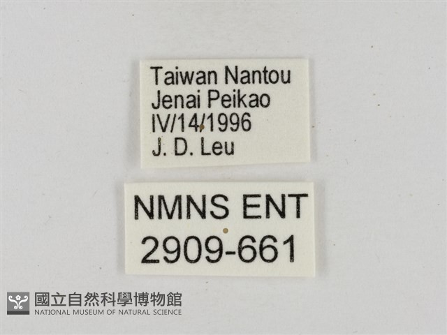 淡褐脈粉蝶藏品圖，第3張