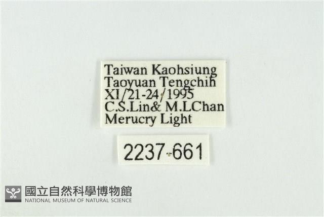 黑翅黃毒蛾藏品圖，第3張