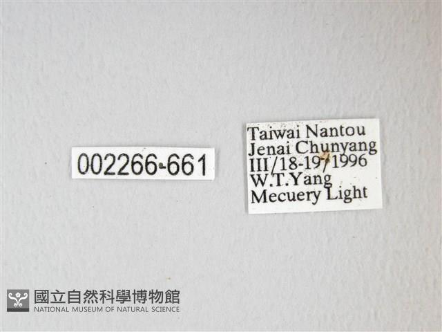 紅目天蠶蛾藏品圖，第3張