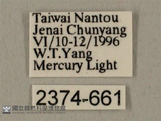 全緣缺角天蛾藏品圖，第3張