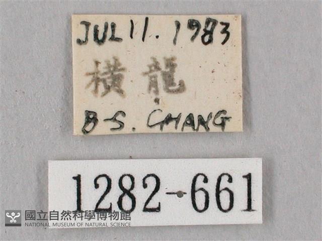 桃紅六點天蛾藏品圖，第3張