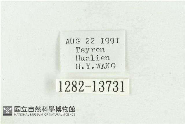 紅暈散紋夜蛾藏品圖，第3張