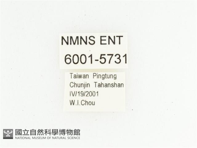 橫紋青銅金龜藏品圖，第2張