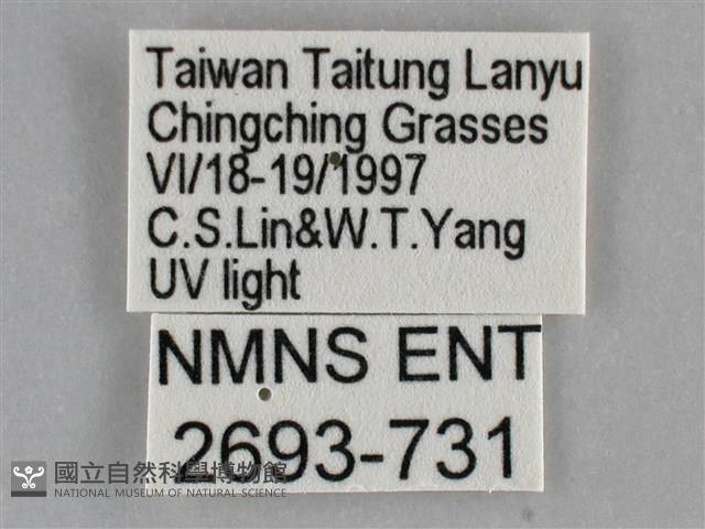 雙黃條天蛾藏品圖，第3張