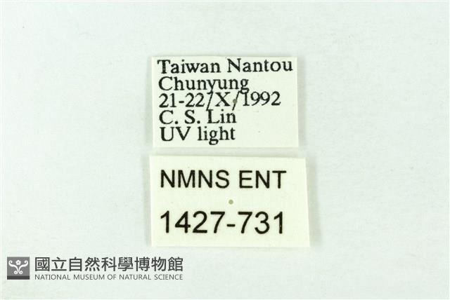 臺雪苔蛾藏品圖，第3張