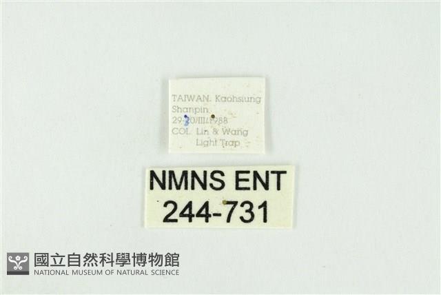 黑翅黃毒蛾藏品圖，第3張