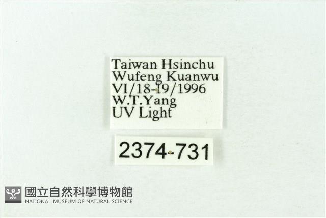 赭新污燈蛾藏品圖，第3張