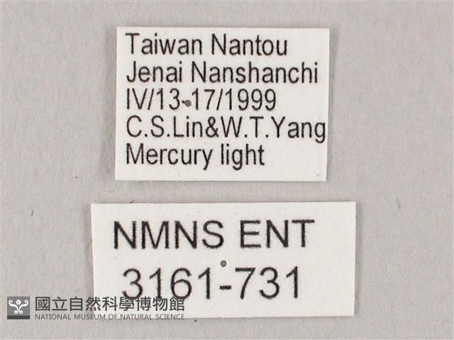 栗六點天蛾藏品圖，第3張