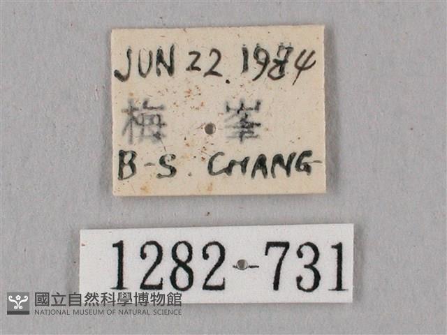 桃紅六點天蛾藏品圖，第3張