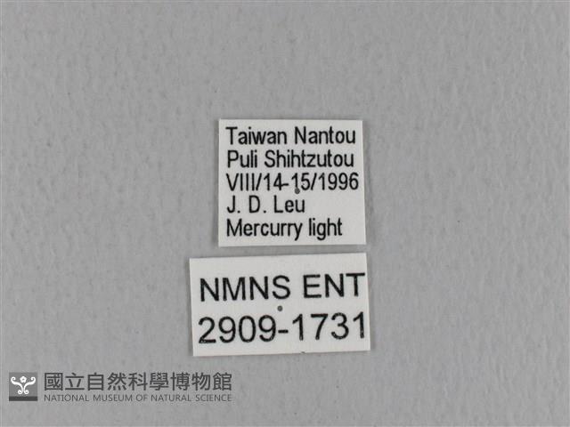 青枯葉蛾藏品圖，第3張