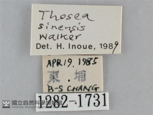 扁刺蛾藏品圖，第3張