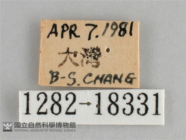 臺灣環蛺蝶藏品圖，第3張