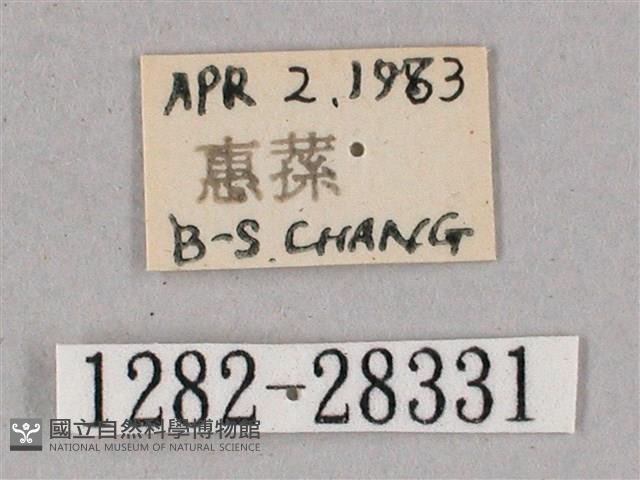 榆綠天蛾藏品圖，第3張