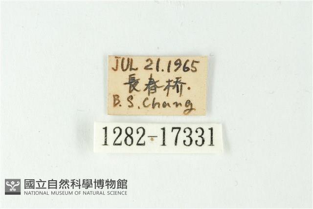 森灰蝶藏品圖，第3張