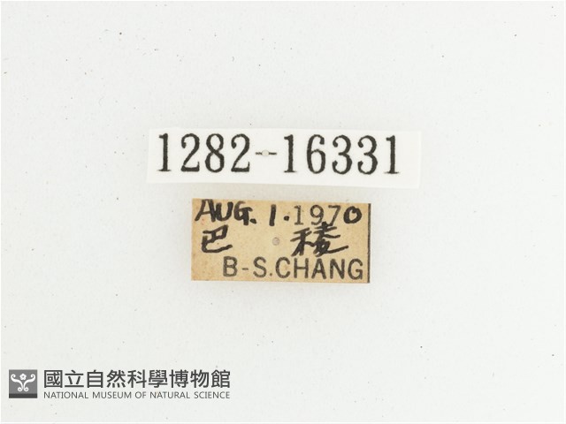 綠艷長腳花金龜藏品圖，第2張