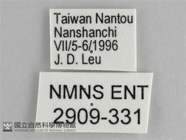 鋸粉蝶藏品圖，第3張