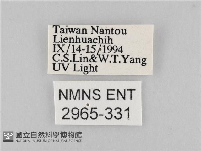 長斑擬燈蛾藏品圖，第3張