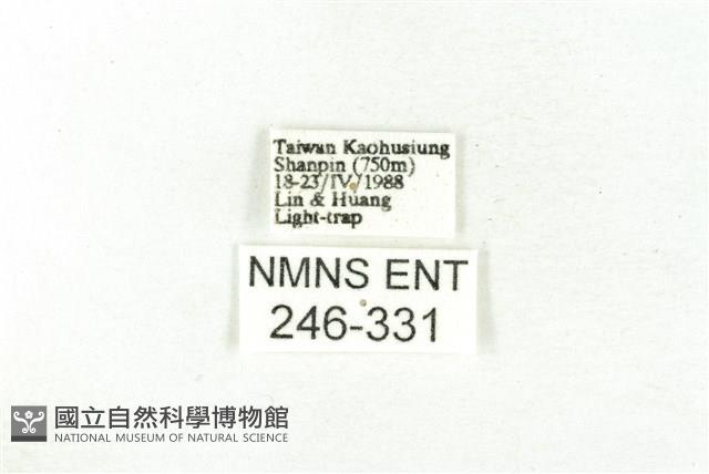 樹形尺蛾藏品圖，第3張