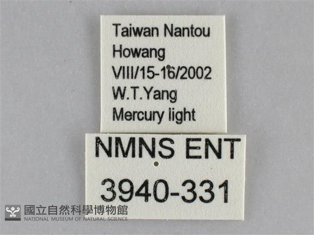 基褐刺蛾藏品圖，第3張