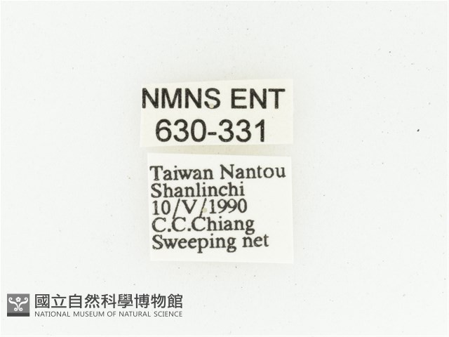 巴蘭陷紋金龜藏品圖，第2張