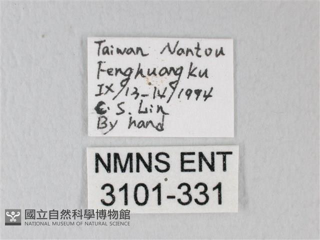 臺灣卵翅蛾藏品圖，第3張