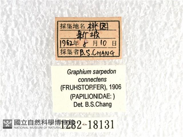 青帶鳳蝶藏品圖，第3張