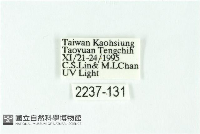 三條橙燈蛾藏品圖，第3張