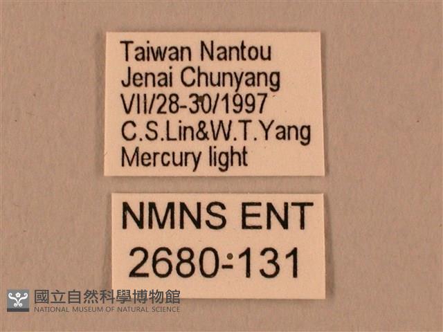 棕綠背線天蛾藏品圖，第3張