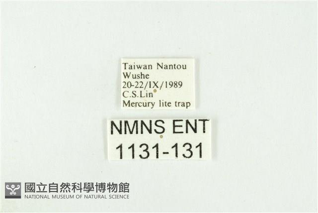 寬紋黃毒蛾藏品圖，第3張